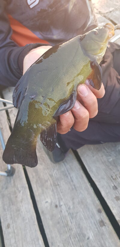 Tench