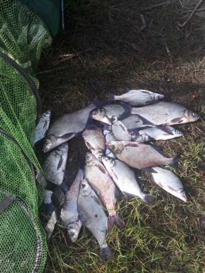 Carp bream ×15 — Bubių