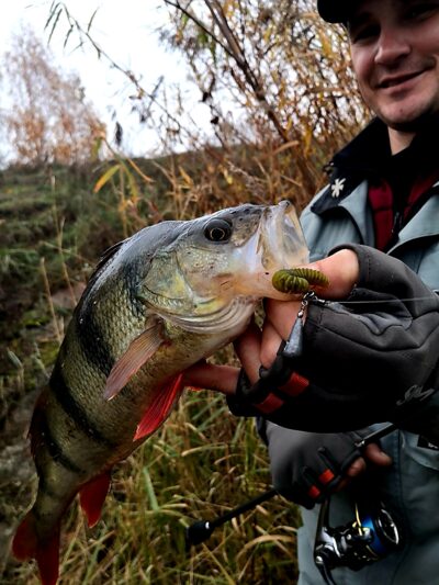 Eurasian perch