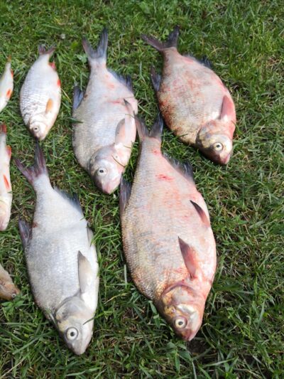 Carp bream ×4 — Kuršių