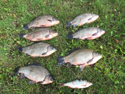 Prussian carp