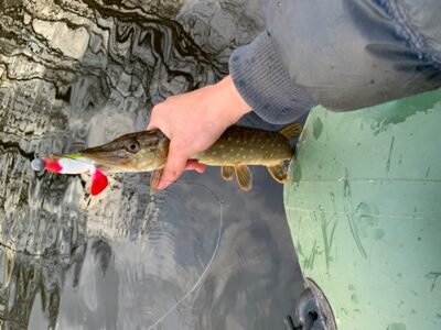 Northern Pike — Mūšėjus