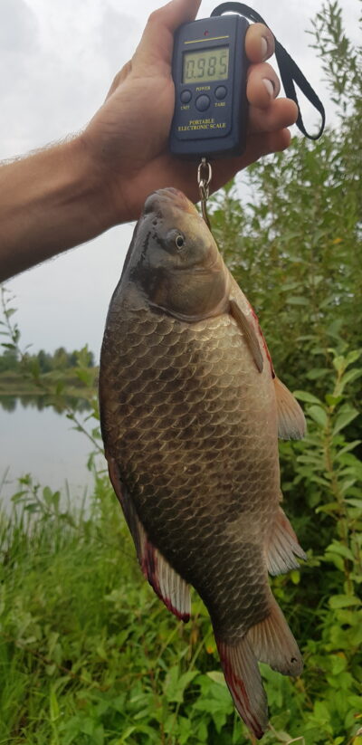 Crucian carp