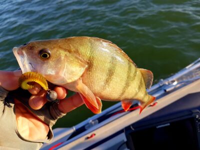 Eurasian perch