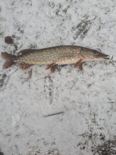 Northern Pike