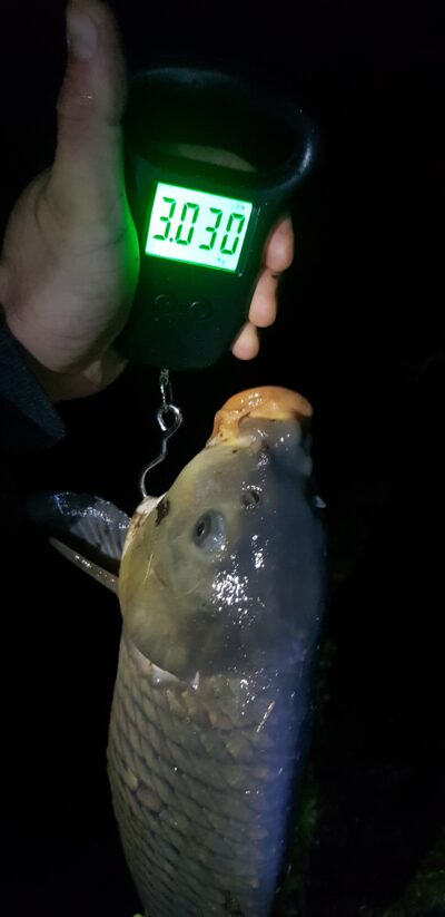 Carp
