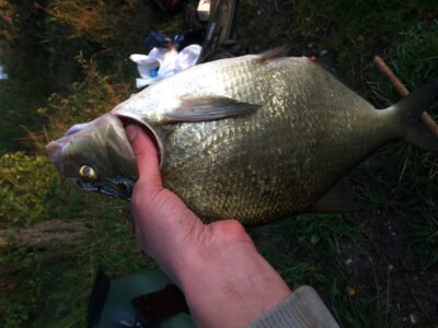 Carp bream, 1.2 kg — Rubikių
