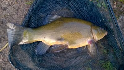 Tench