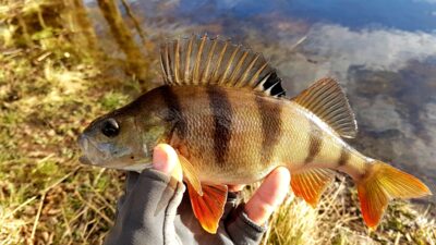 Eurasian perch