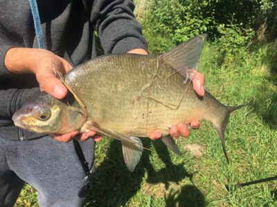 Carp bream, 1.1 kg — Rubikių