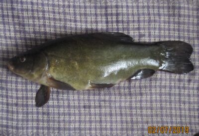 Tench ×4