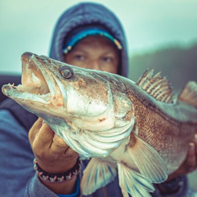 Pike perch, 6.7 kg