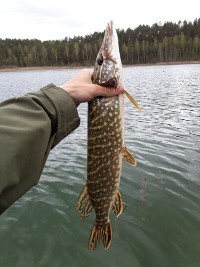 Northern Pike, 1.2 kg