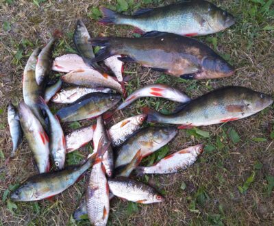 Eurasian perch — Arinas