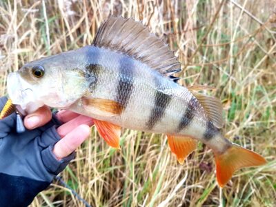 Eurasian perch