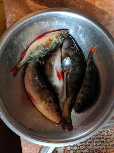 Eurasian perch ×5 — Pabradės
