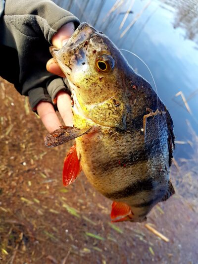 Eurasian perch