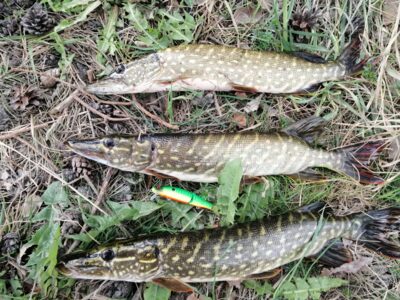 Northern Pike — Švainikų