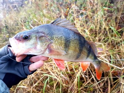 Eurasian perch