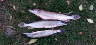 Northern Pike ×3