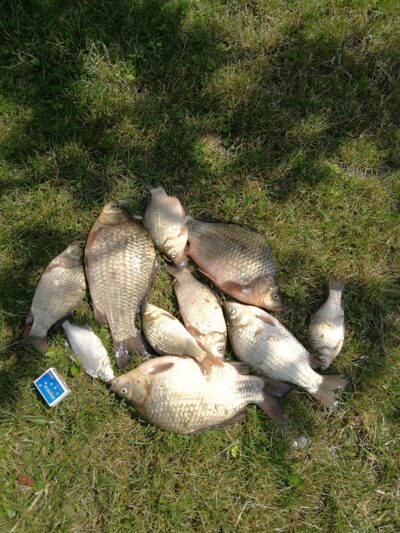 Prussian carp ×3