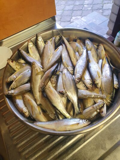 bleak, 5.4 kg