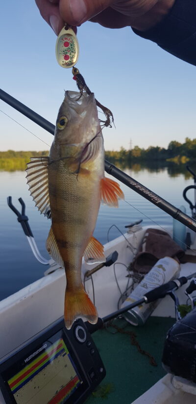 Eurasian perch