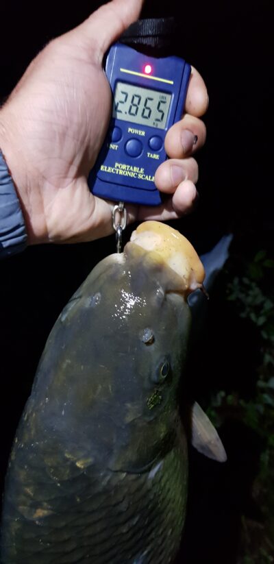 Carp