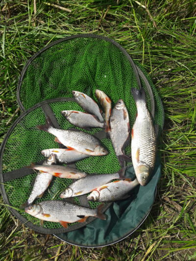 chub — Neman River