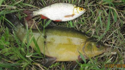 Tench — Pakumulšių I-asis