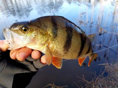 Eurasian perch