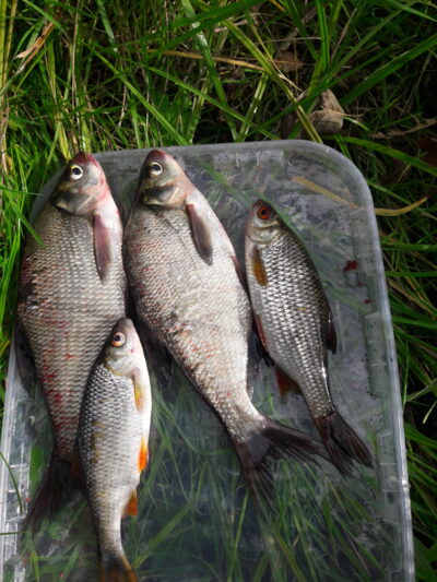 Carp bream — Naudvario