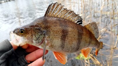 Eurasian perch