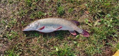 Northern Pike, 3.3 kg
