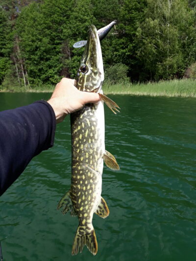 Northern Pike, 1.2 kg