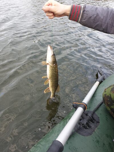 Northern Pike, 0.9 kg