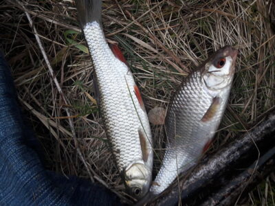 chub — Dubysa