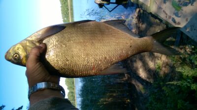 Carp bream, 1.3 kg — Stirniai