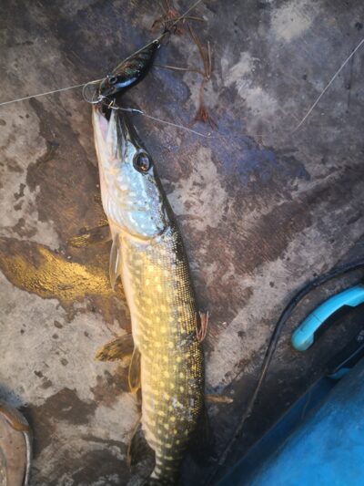 Northern Pike