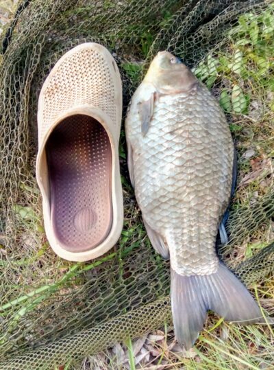 Prussian carp, 1.4 kg — Prūdas