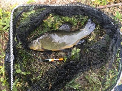 Tench