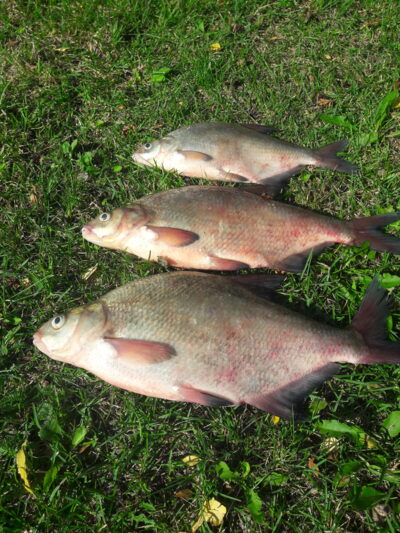 Carp bream ×3 — Neman River