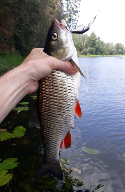 chub, 0.8 kg — Šventoji