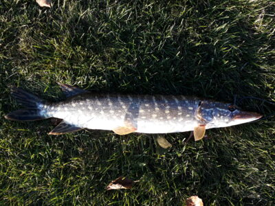 Northern Pike