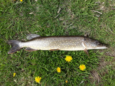 Northern Pike, 1.5 kg