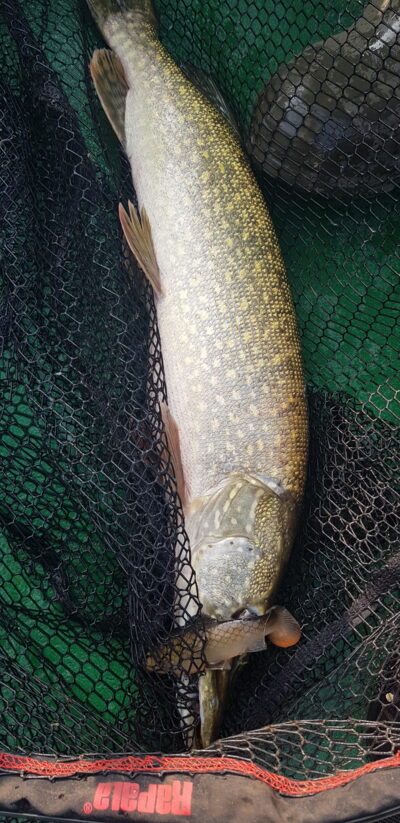 Northern Pike, 2.5 kg