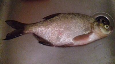 Carp bream