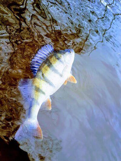 Eurasian perch