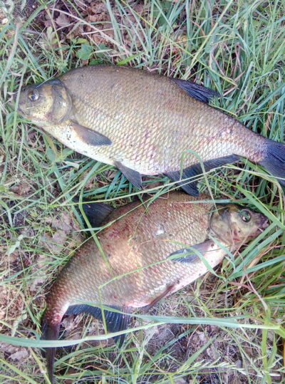 Carp bream