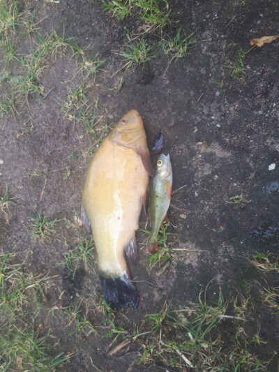 Tench ×3
